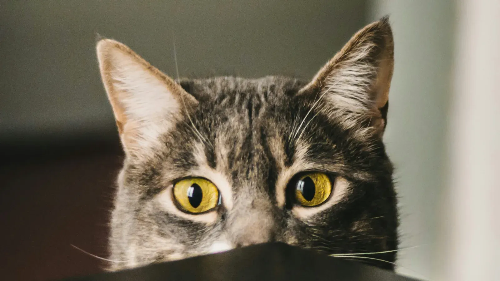Quanto custa ter um cachorro ou gato por mês (a conta que ninguém faz antes)